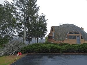 Large Tree Removal