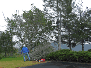 Large Tree Removal