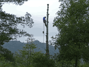 Large Tree Removal