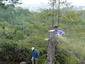 Large Tree Removal