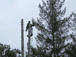 Large Tree Removal