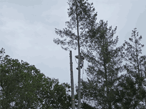 Large Tree Removal