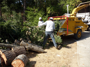 Men chipping tree materials